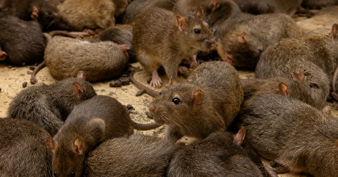Roedores en casa: leptospirosis y parásitos amenazan la salud de perros ...