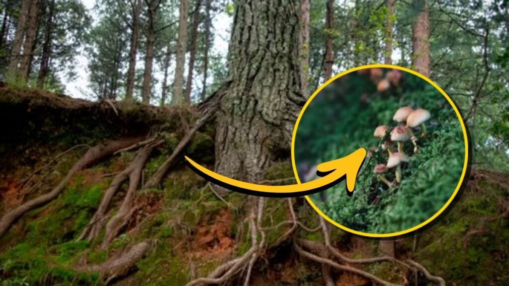 Raíces de árboles conectadas por hongos microscópicos en un bosque saludable y frondoso.