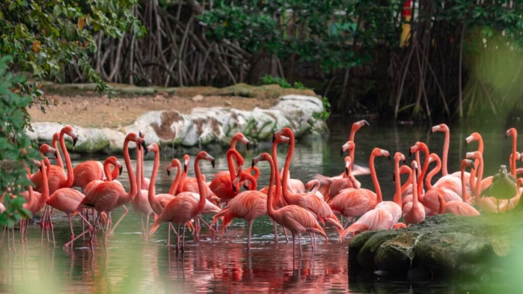 Flamenco adulto junto al agua mostrando su característico plumaje rosado