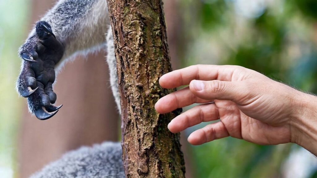 Primer plano de la pata de un koala mostrando sus huellas dactilares similares a las humanas