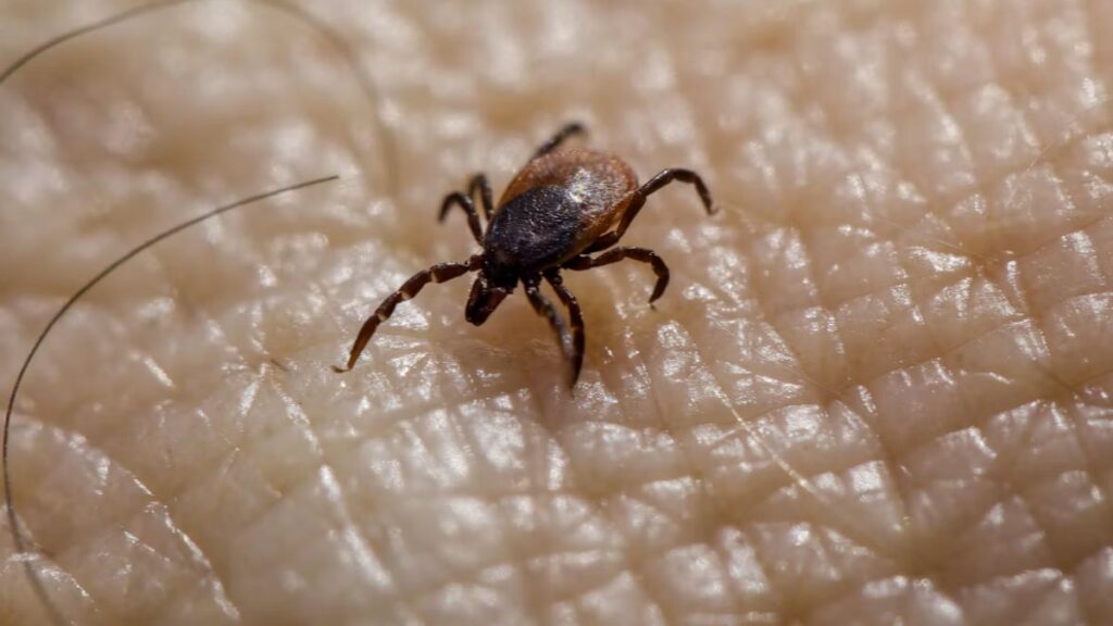 microorganismos y ácaros sobre la superficie de la piel